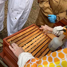 Beekeeper being instructed in handling bees Beekeeper being instructed in handling bees